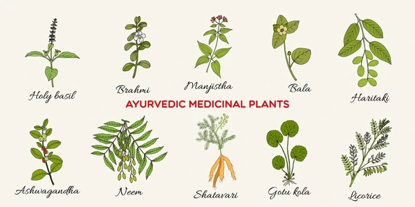 Ayurvedic Herbs and Remedies