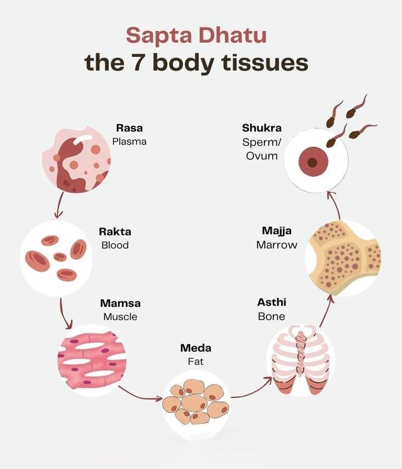 Sapta Dhatus in Ayurveda | image